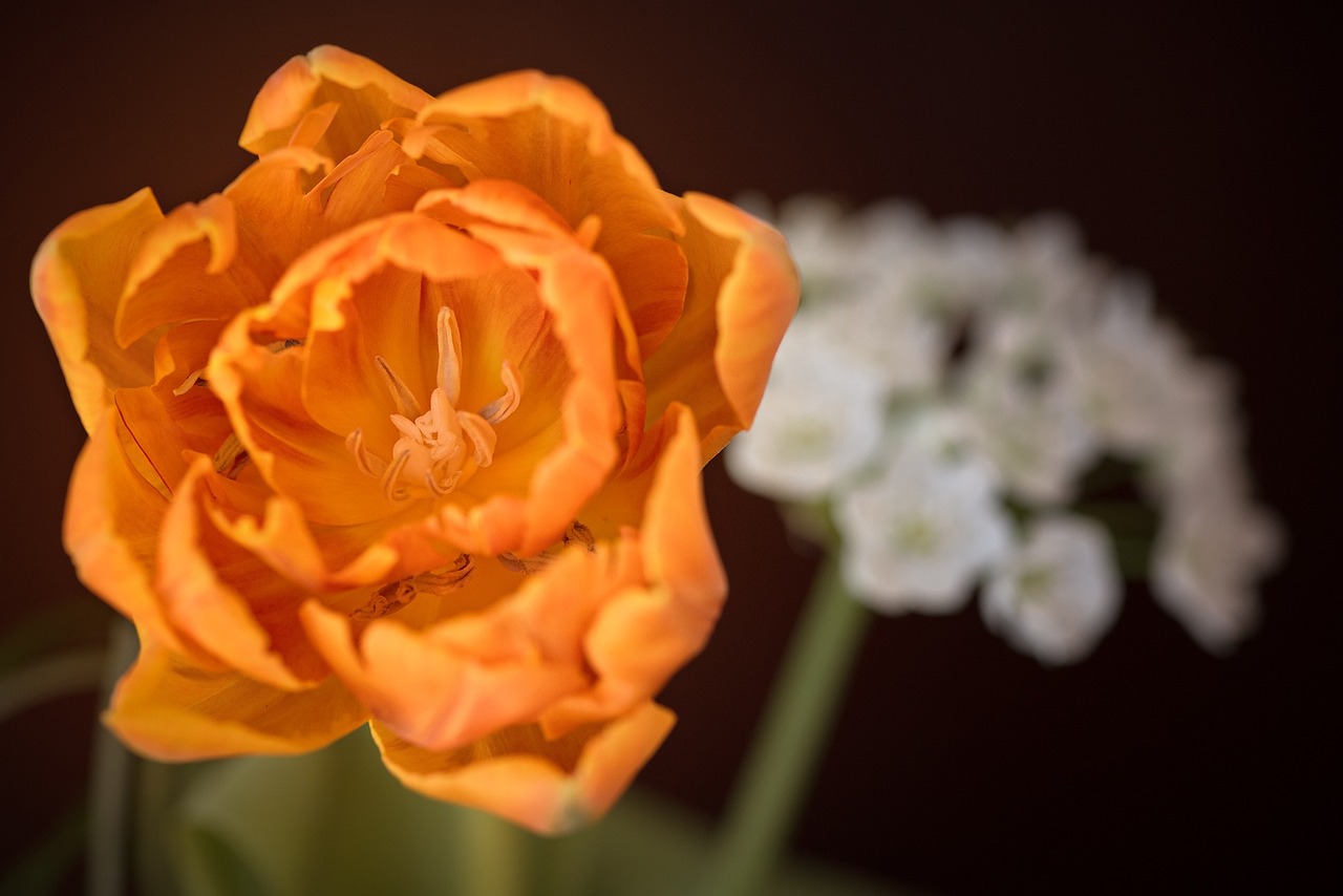 tulip orange flower free photo