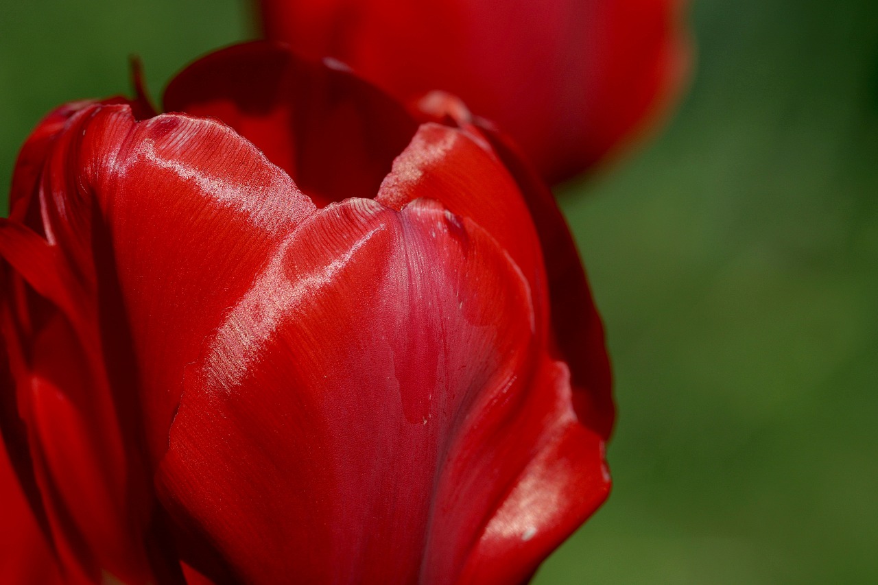 tulip the petals red free photo