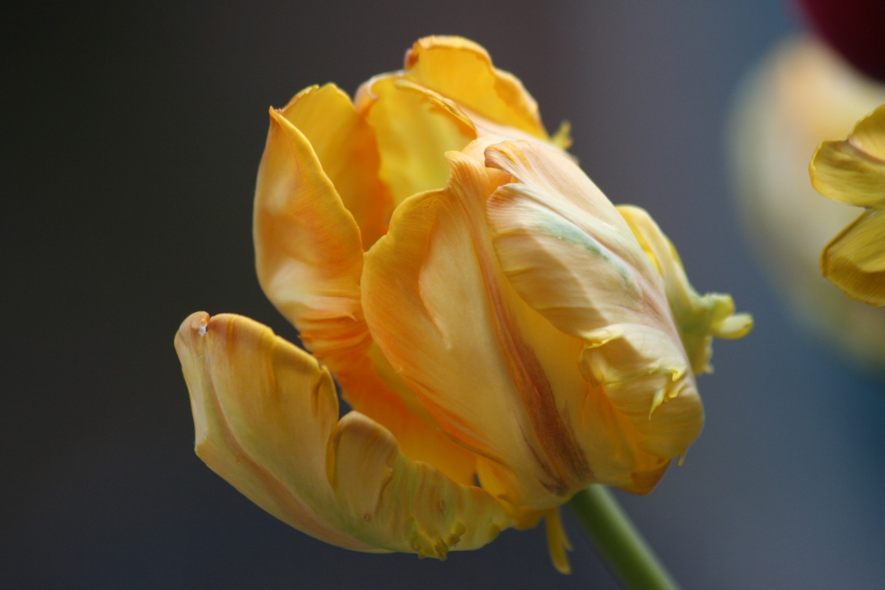 tulip spring yellow free photo