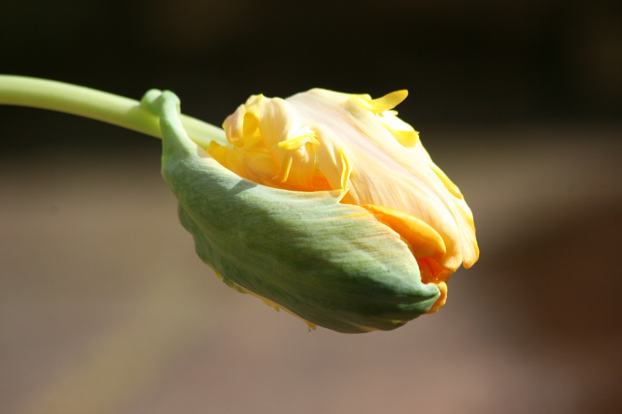 tulip button spring free photo