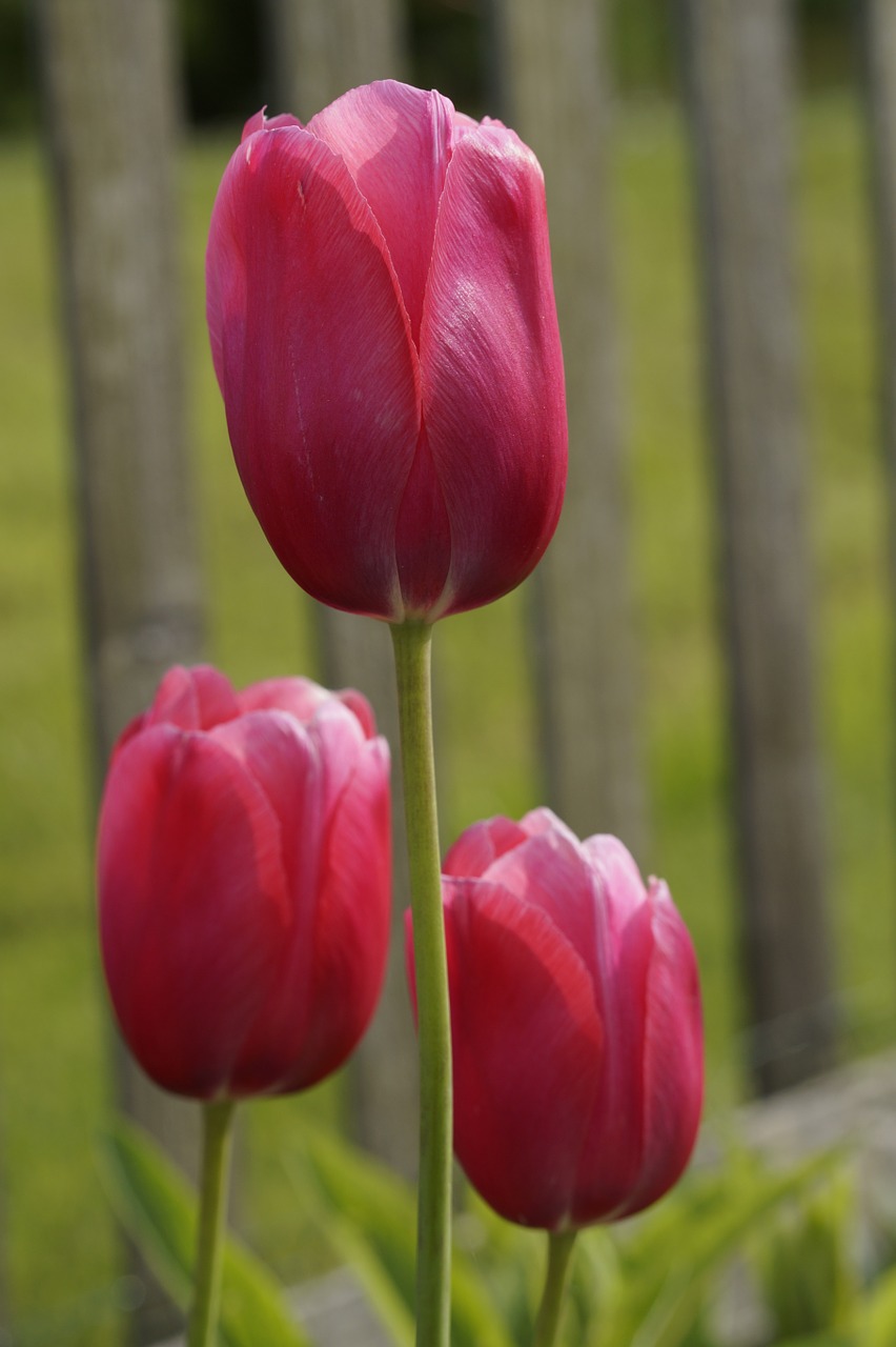 tulip red garden free photo