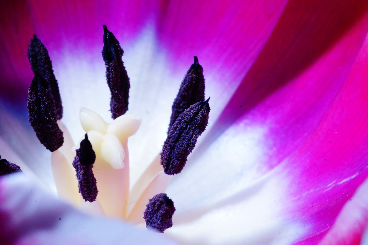 tulip macro blossom free photo