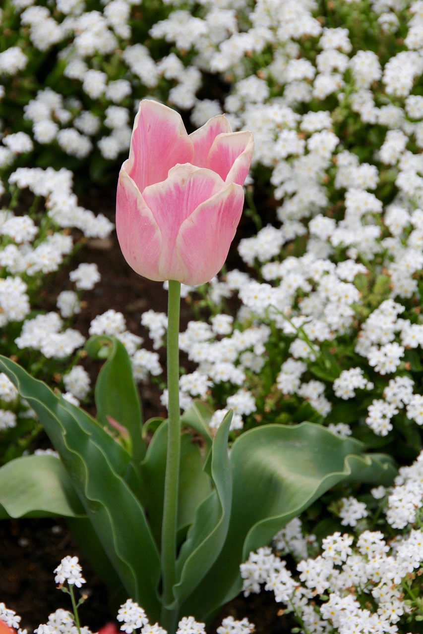 tulip gloeckchenblume green free photo