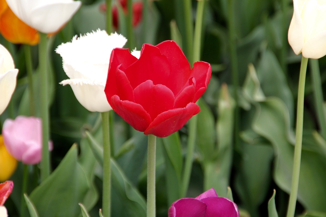 tulip field of flowers blossom free photo