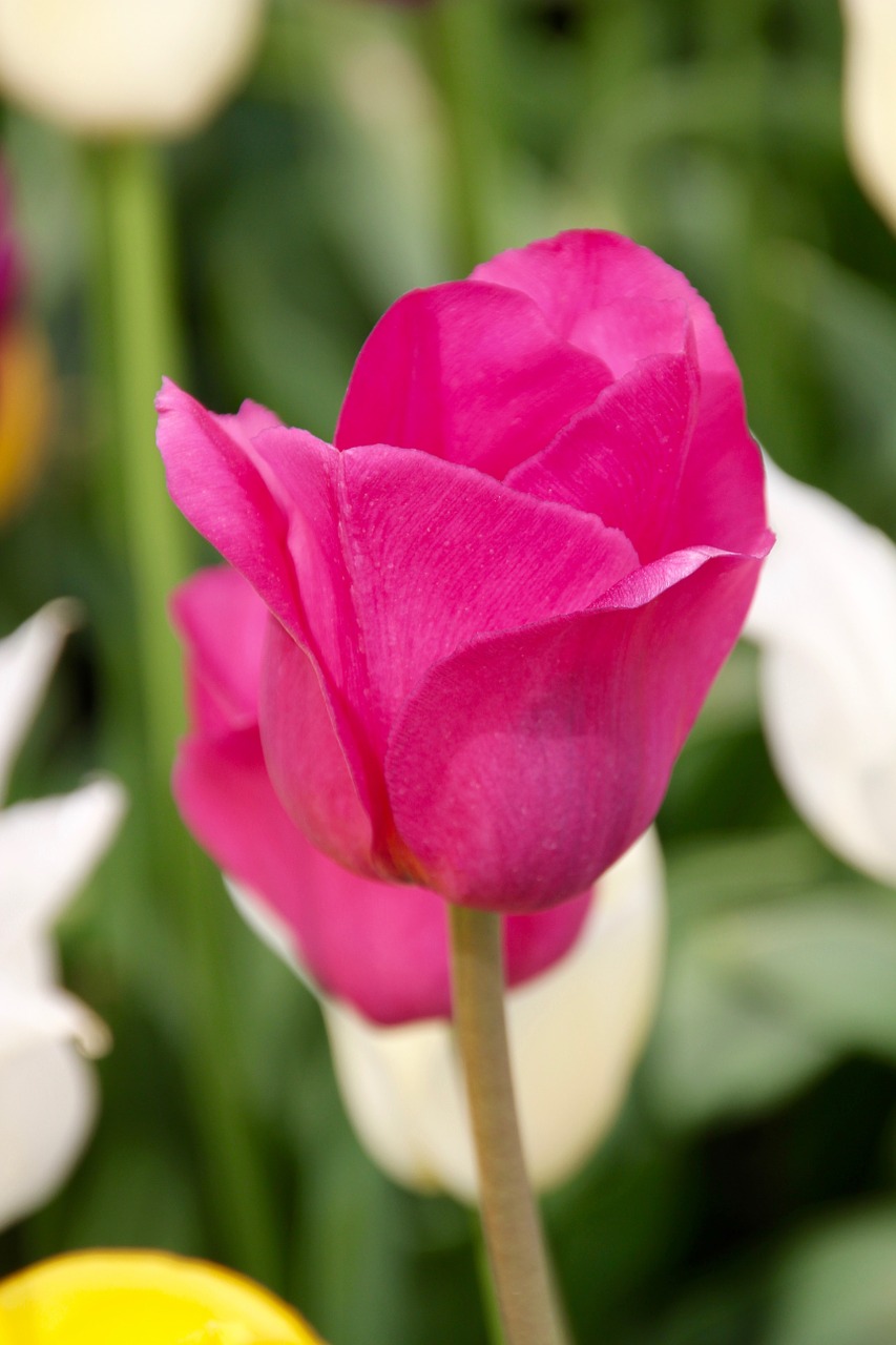 Tulip,tulip field,tulpenbluete,spring,tulip fields - free image from ...