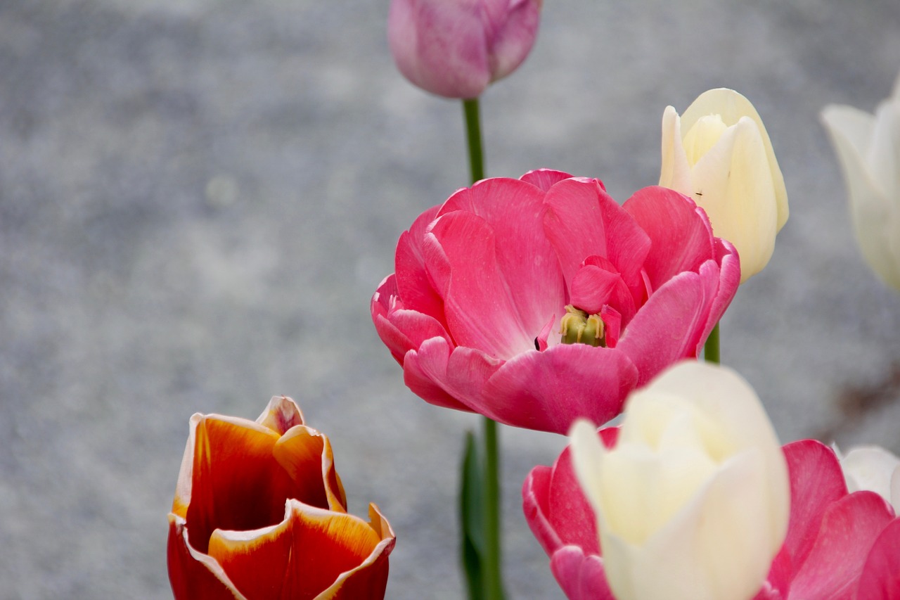 tulip red white free photo