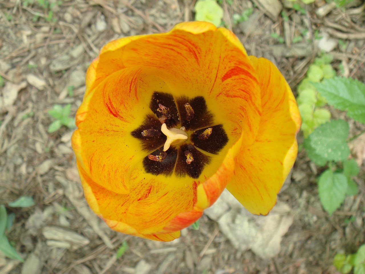 tulip floral plant free photo