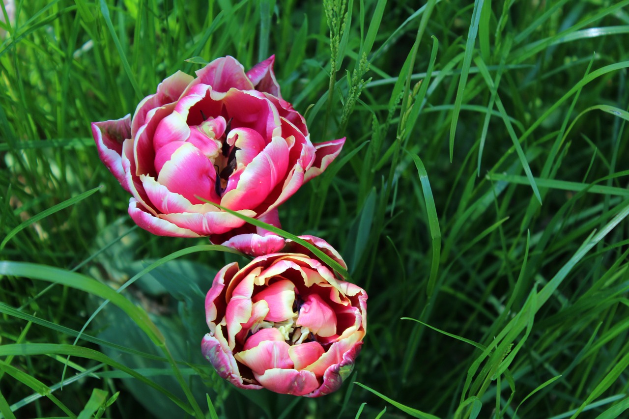 tulip spring blossom free photo