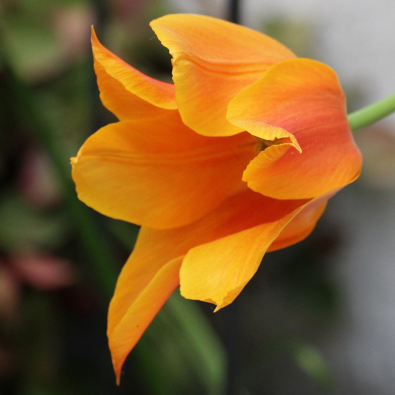 tulip blossomed orange free photo