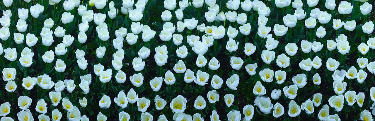 tulip flowers white free photo