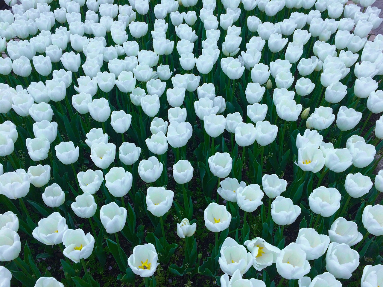 tulip flowers white free photo