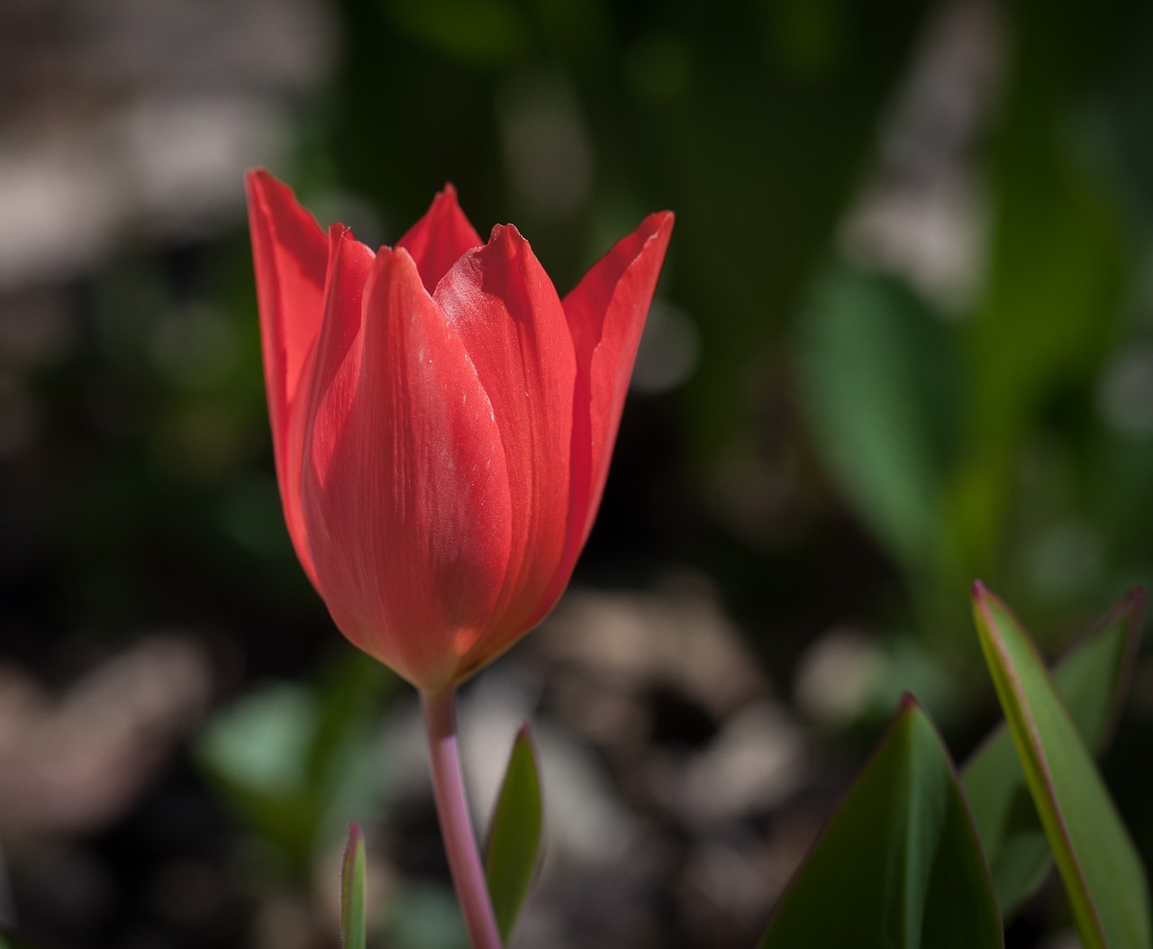 tulip flower red free photo