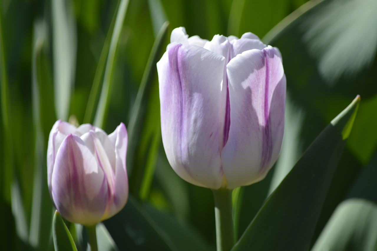 tulip white purple free photo