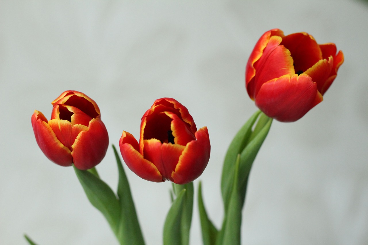 Tulipa (тюльпан) Beauty of Spring