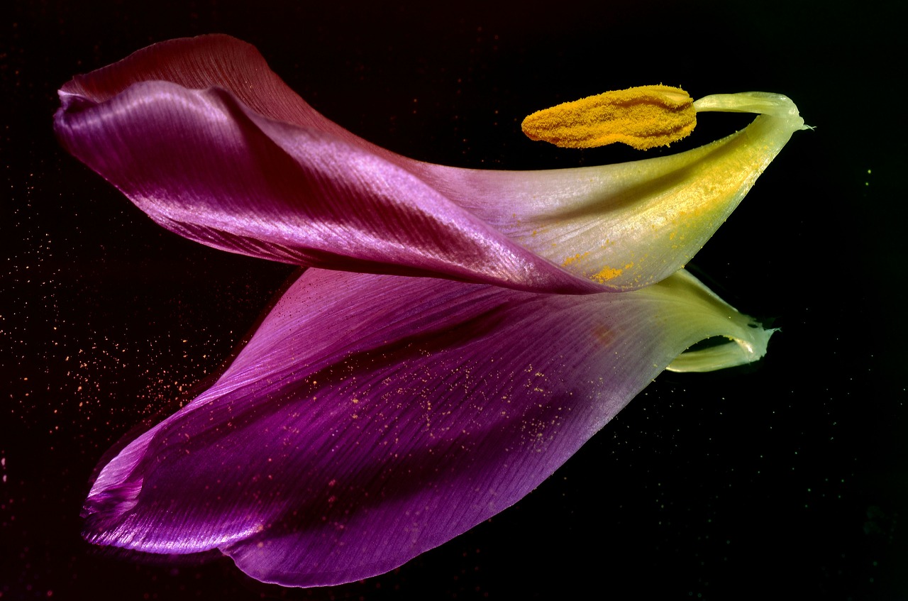 tulip shared mirror free photo