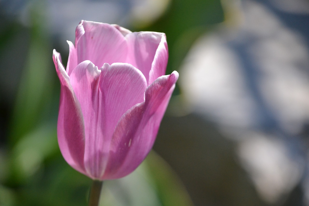 tulip flower blossom free photo