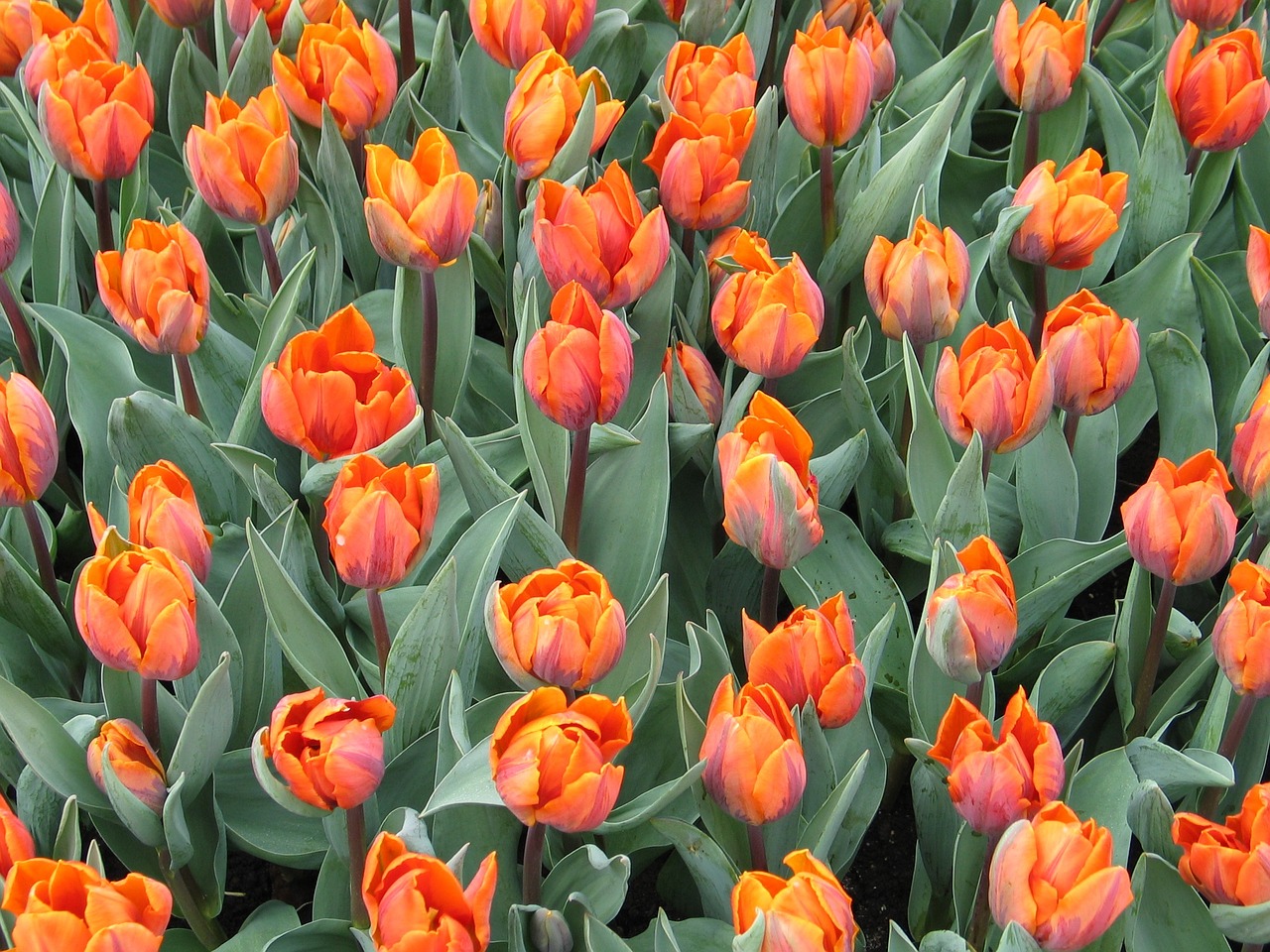 tulip orange flora free photo