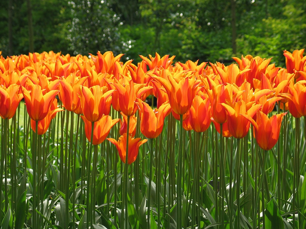 tulip orange flora free photo