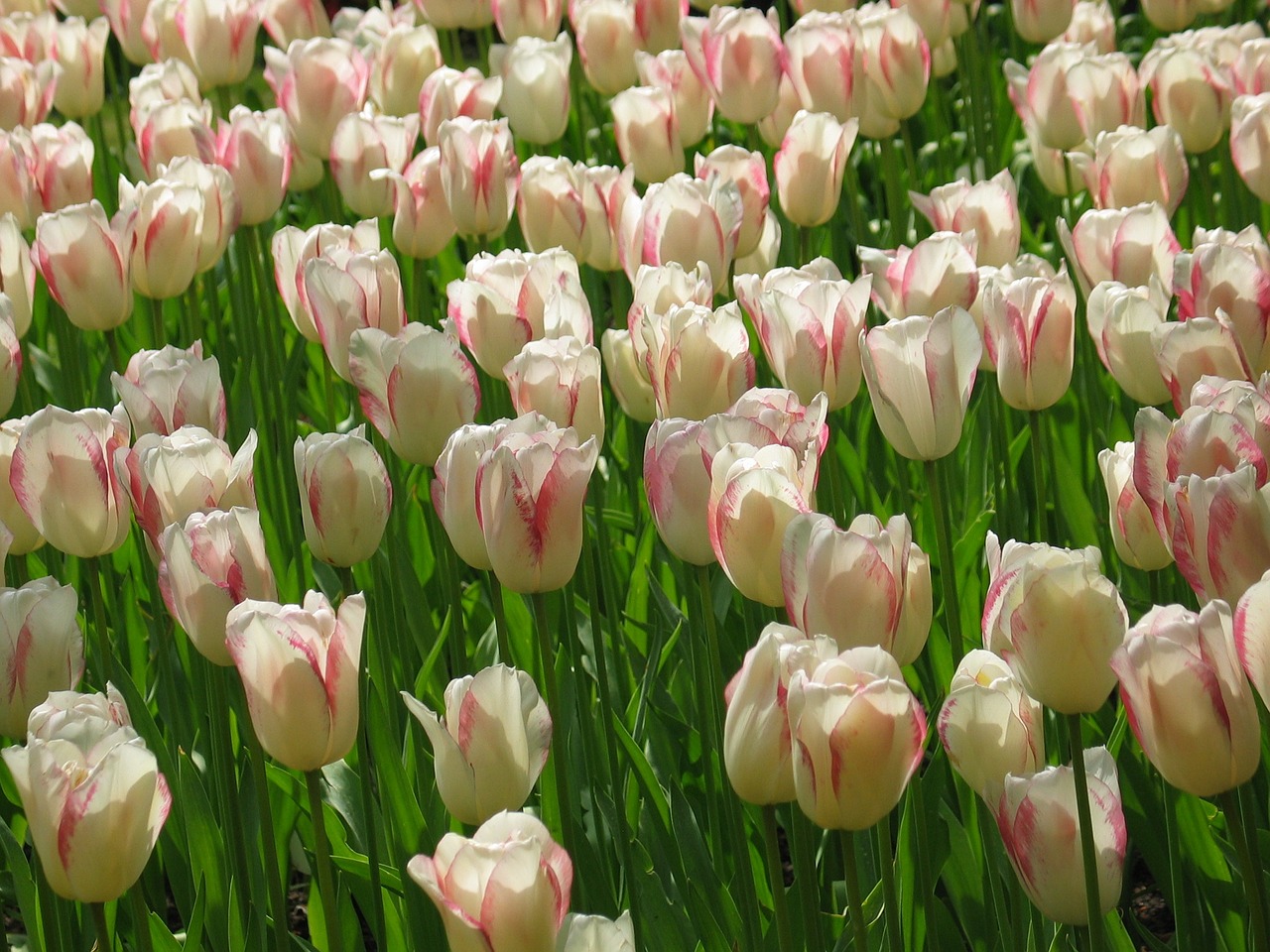 tulip white pink free photo