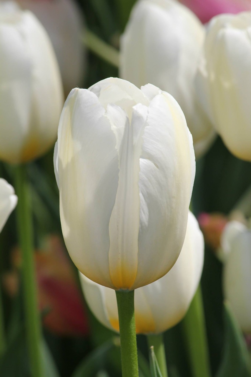 tulip white flower free photo