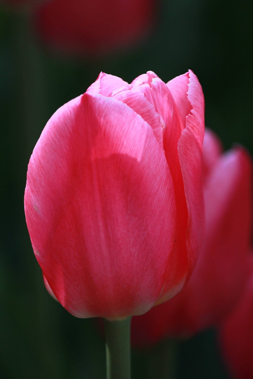 tulip pink flower free photo