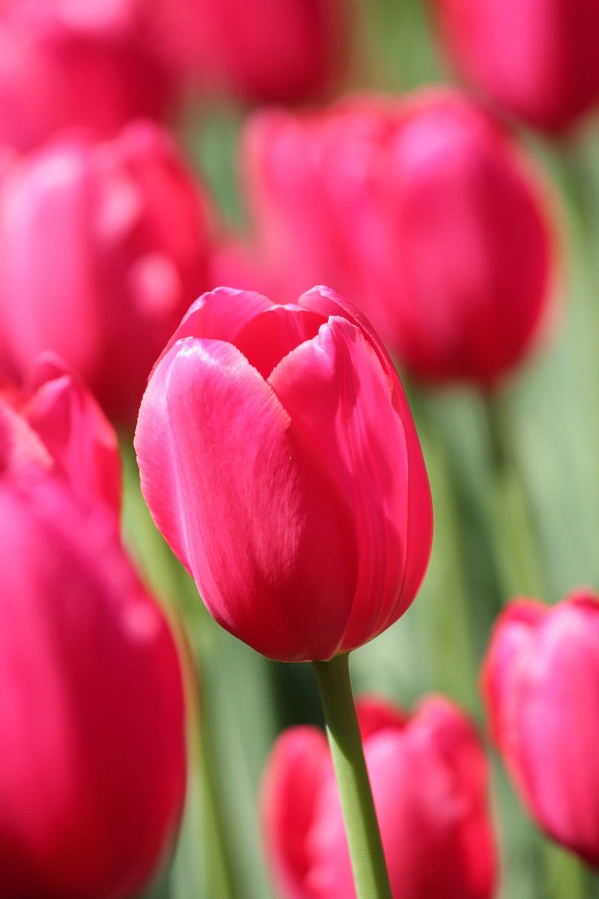 tulip pink flower free photo