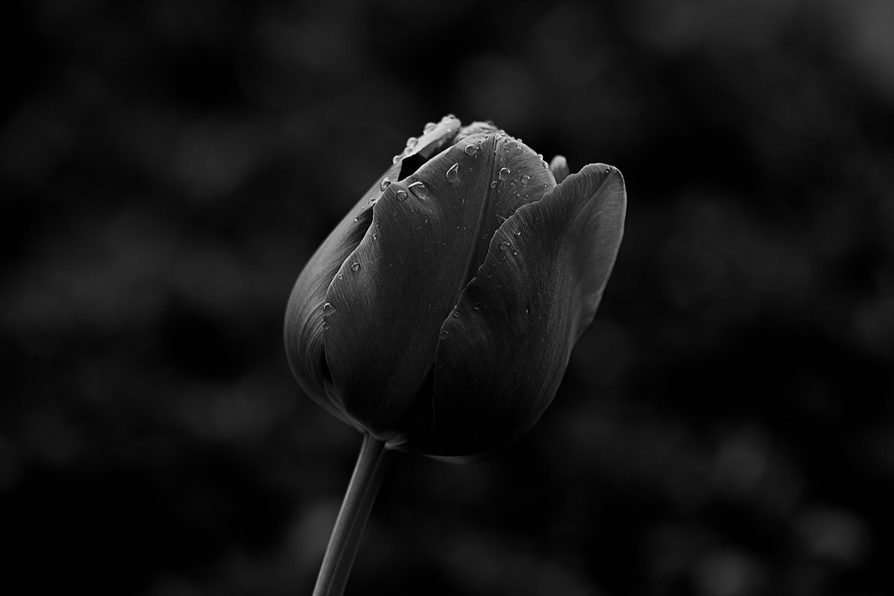 tulip macro schnittblume free photo