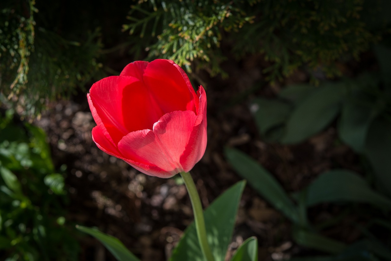 tulip red red tulip free photo