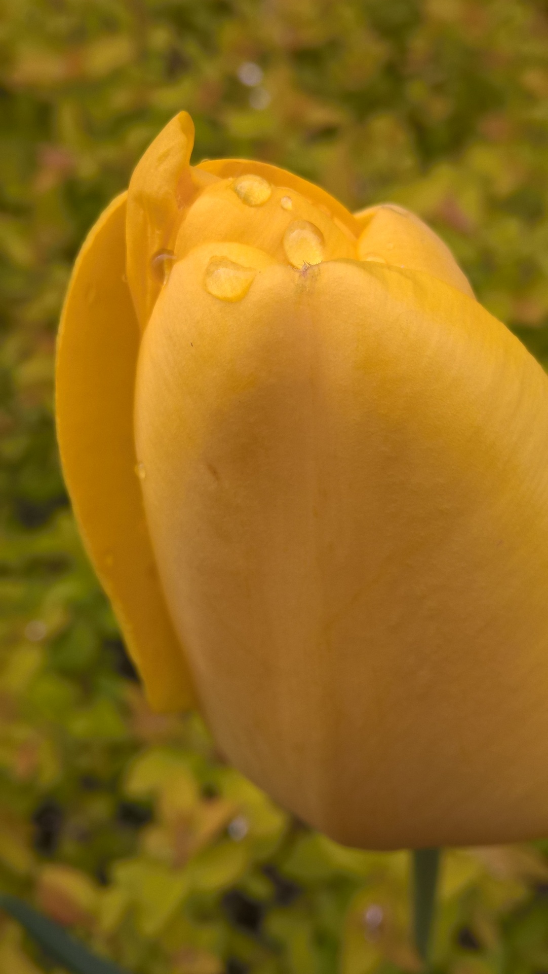 tulip garden morning free photo
