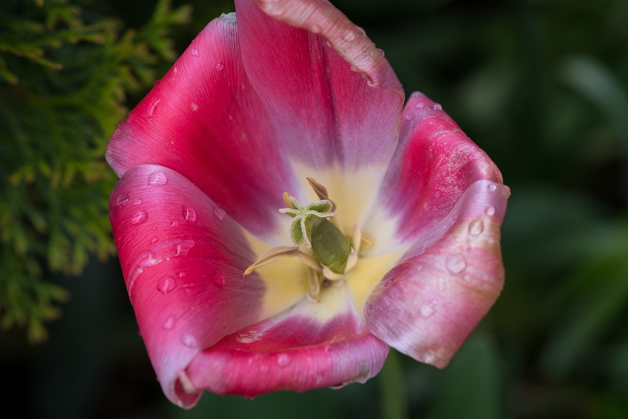 tulip flower blossom free photo