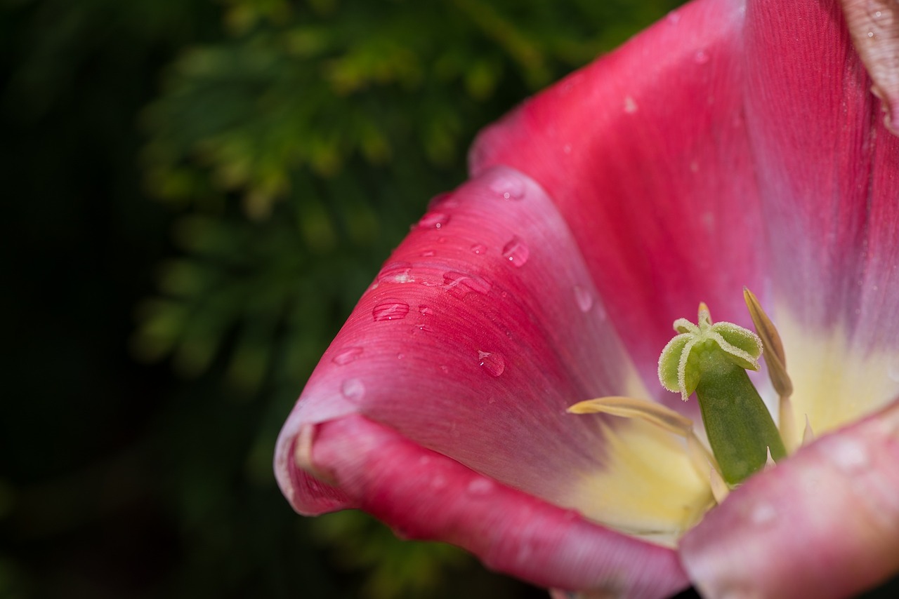 tulip flower blossom free photo