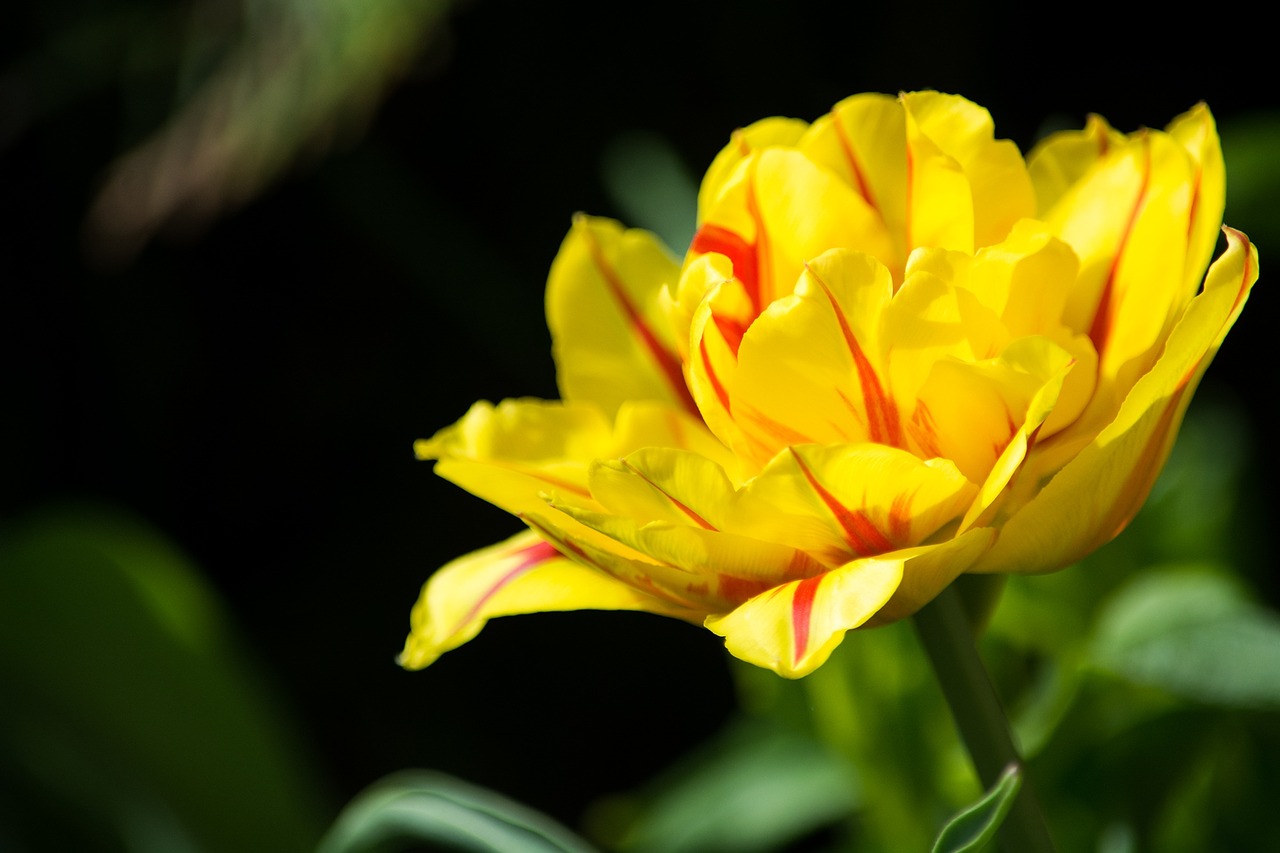 tulip yellow red yellow free photo