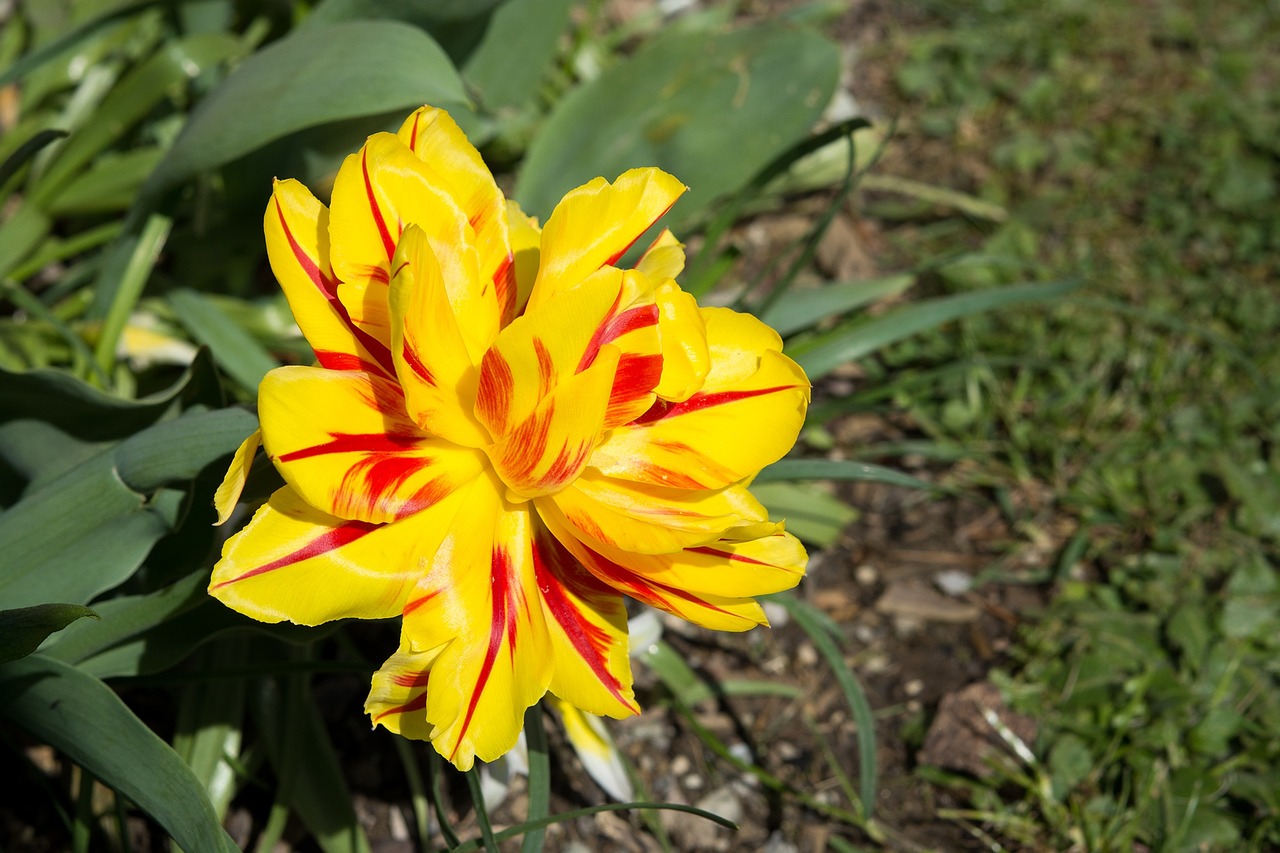 tulip yellow red yellow free photo
