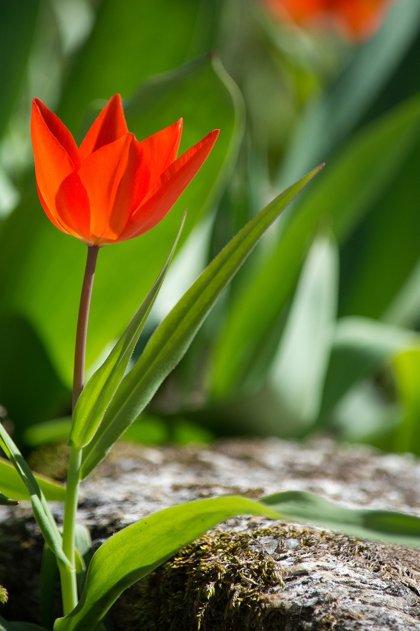 tulip red red tulip free photo