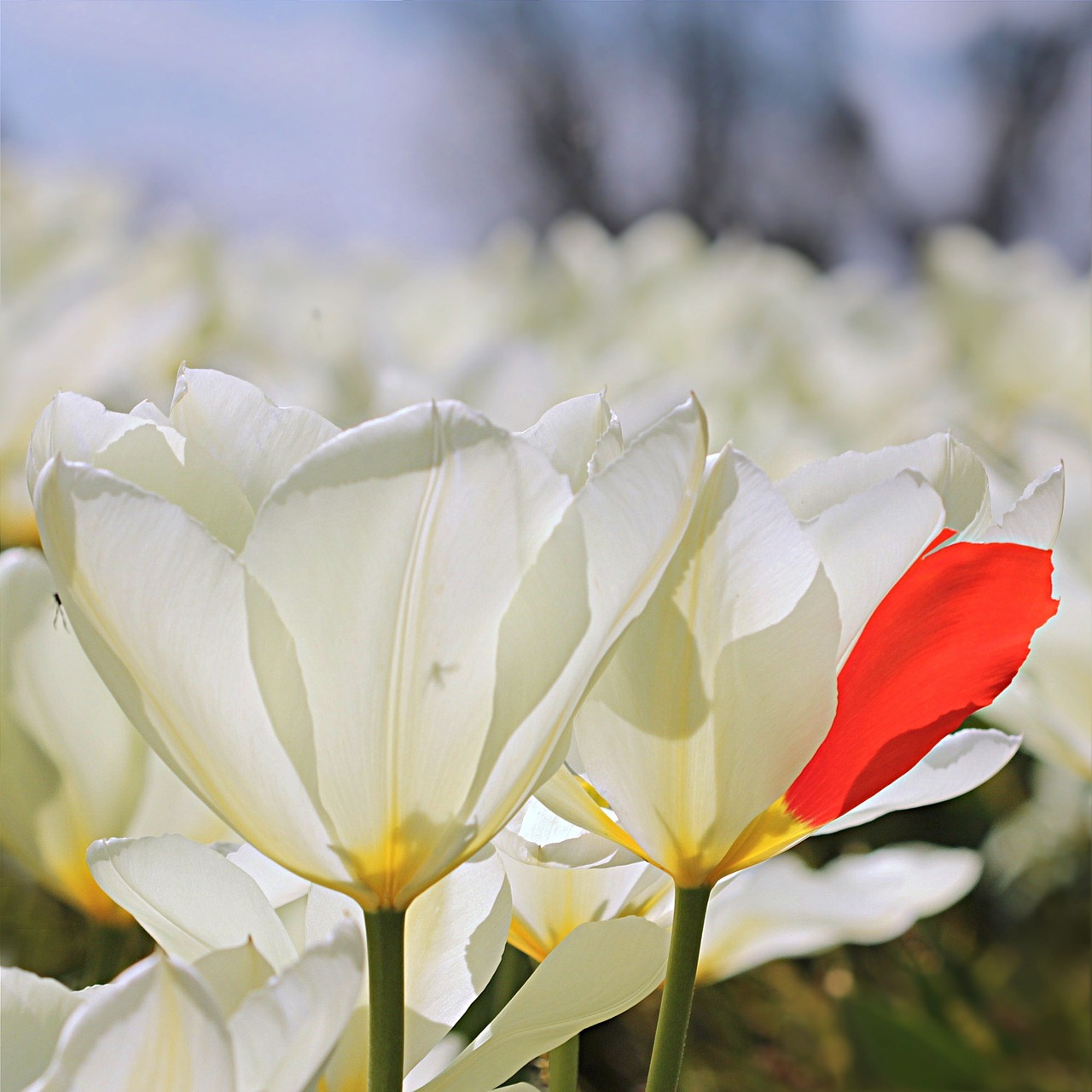 tulip tulipa flower free photo