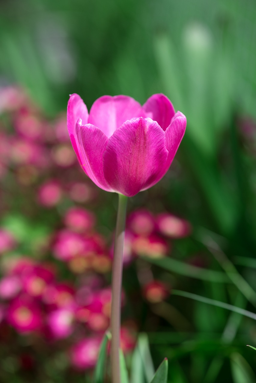 tulip pink flower free photo