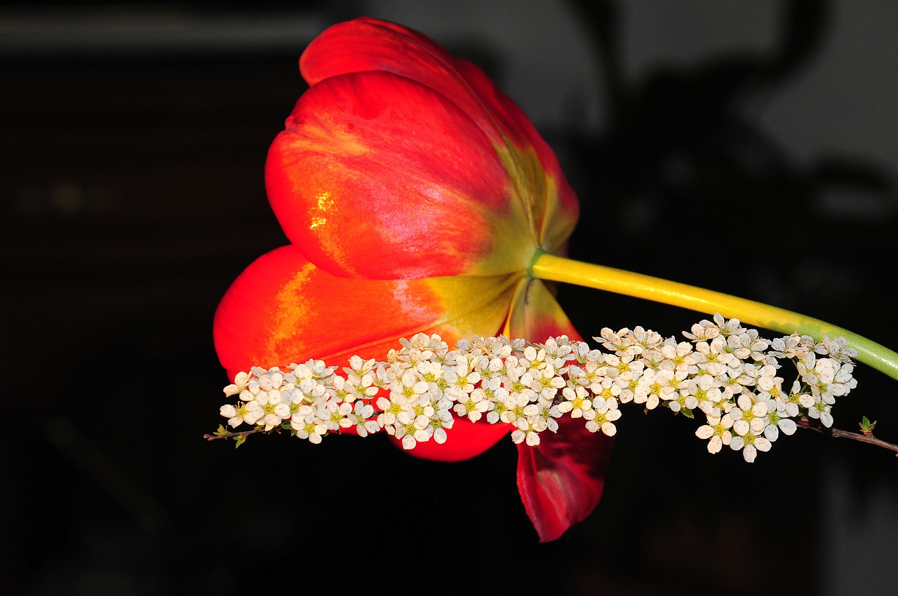 tulip blossom bloom free photo