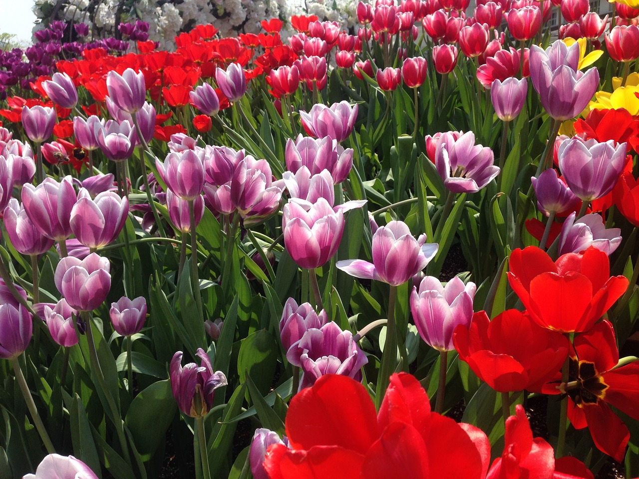 tulip flowers everland free photo