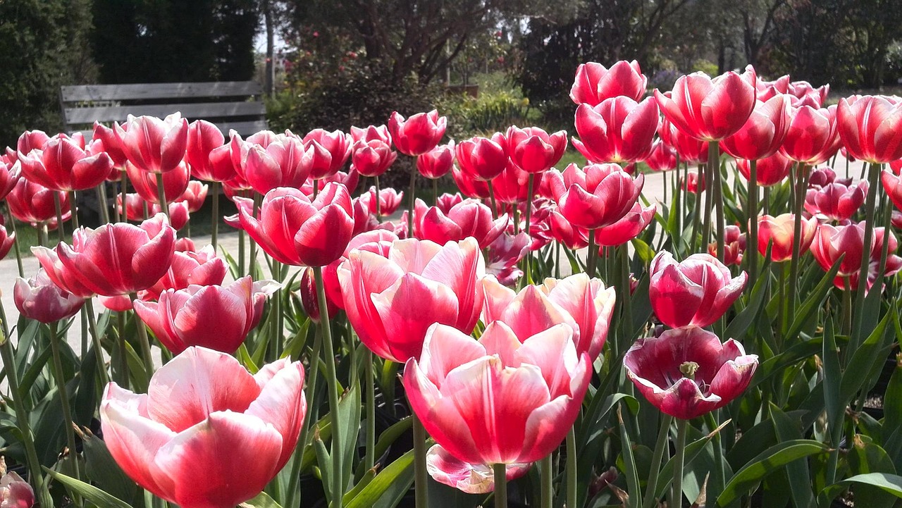 tulip perennial flowers flower irrigation free photo