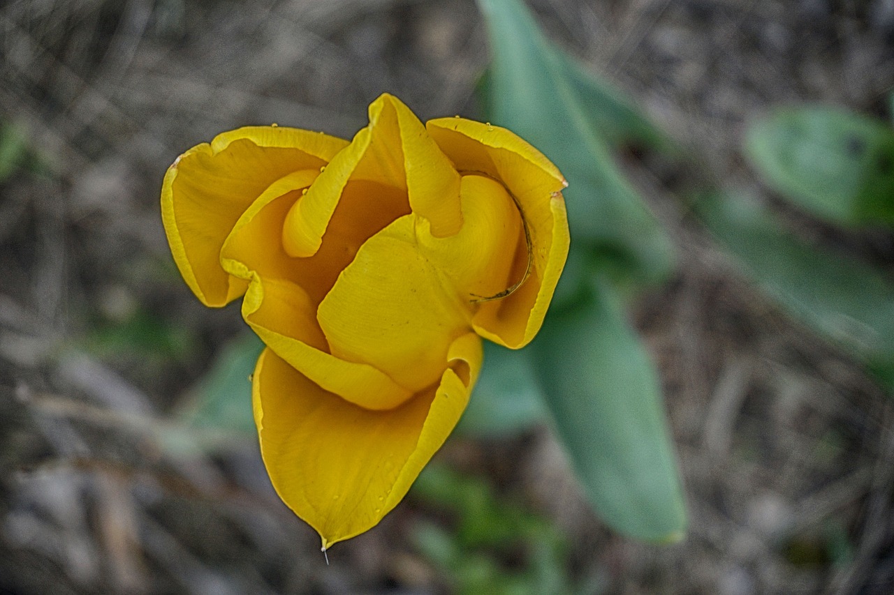 tulip flower petal free photo