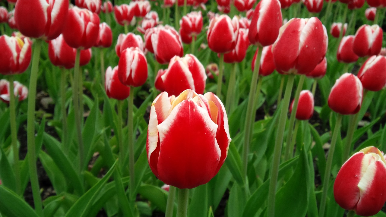 tulip flower spring free photo