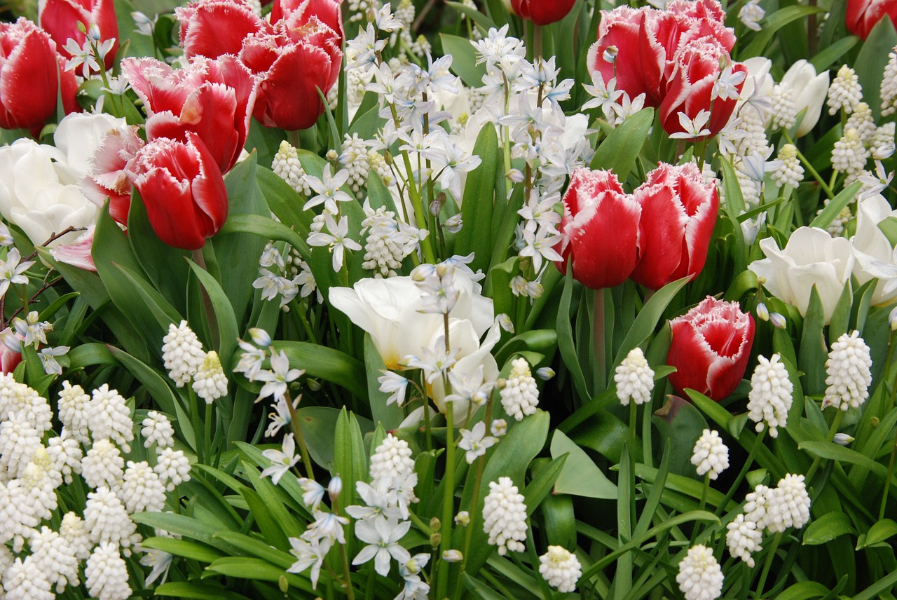 tulip spring flora free photo