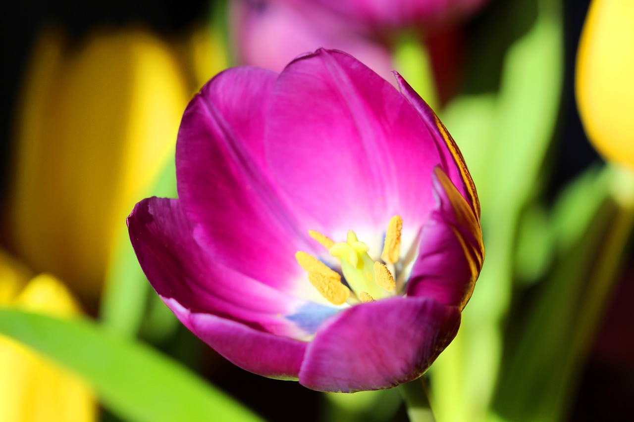 tulip spring easter free photo