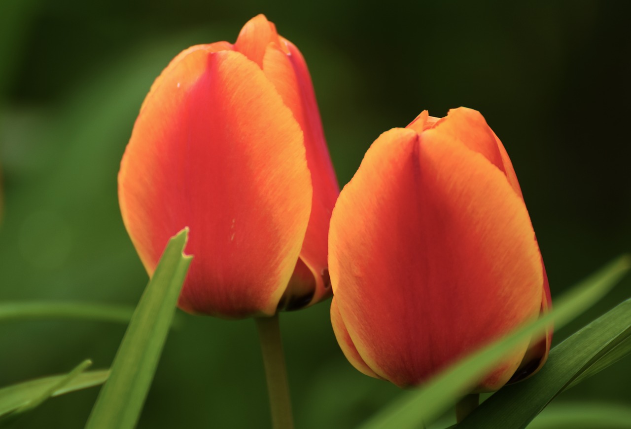 tulip flower plant free photo