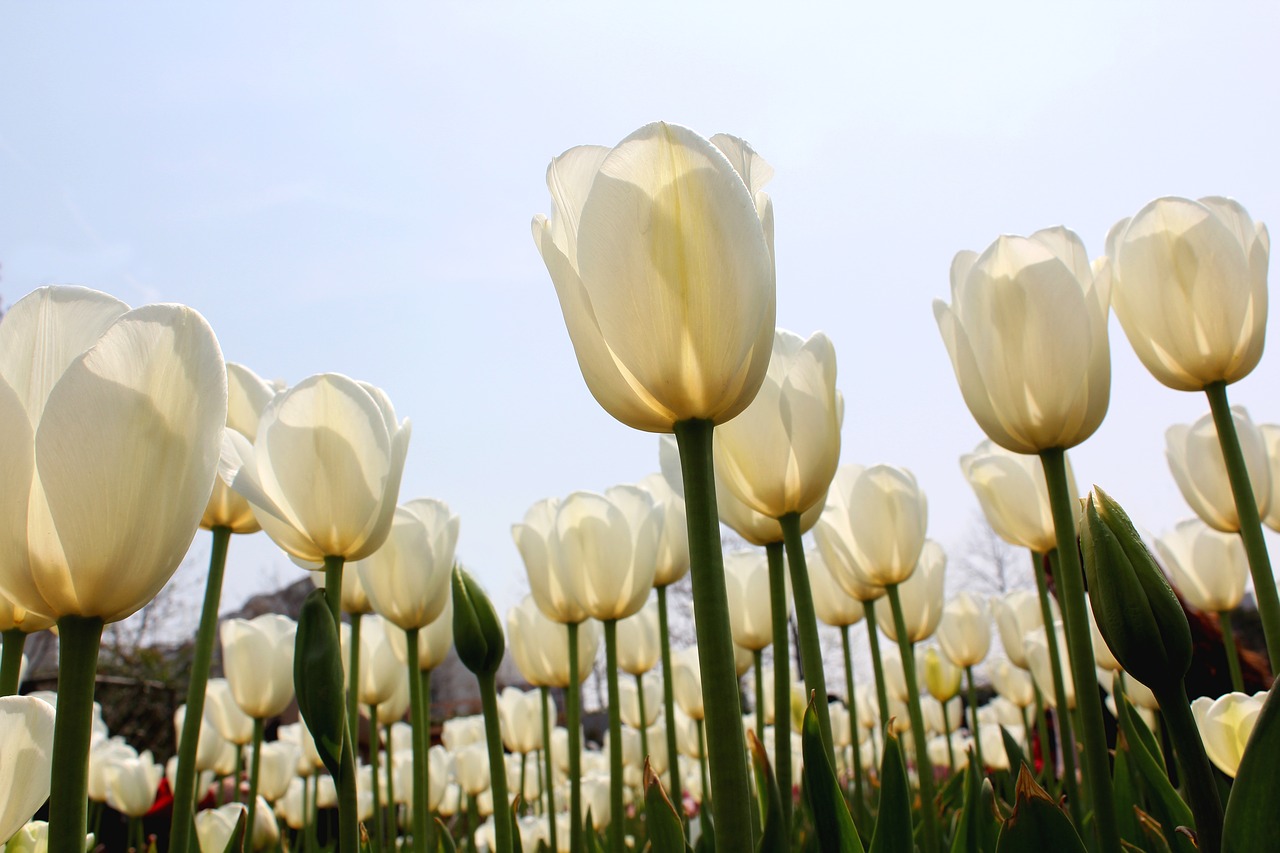 tulip white sea of flowers free photo