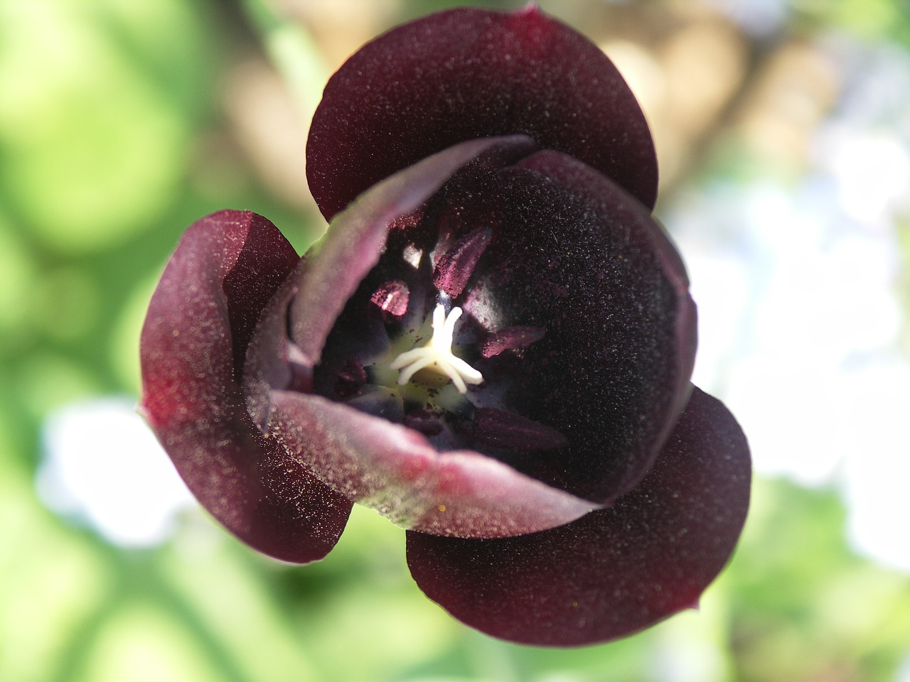 tulip black flower free photo