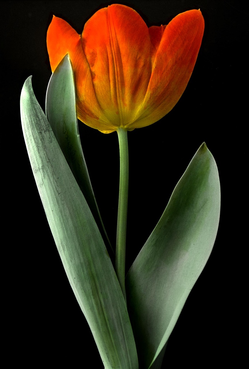 tulip flower plant free photo