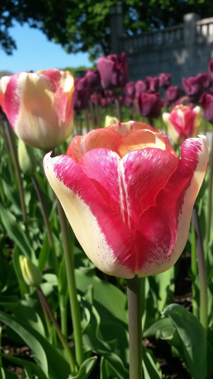 tulip tulpenbluete spring free photo