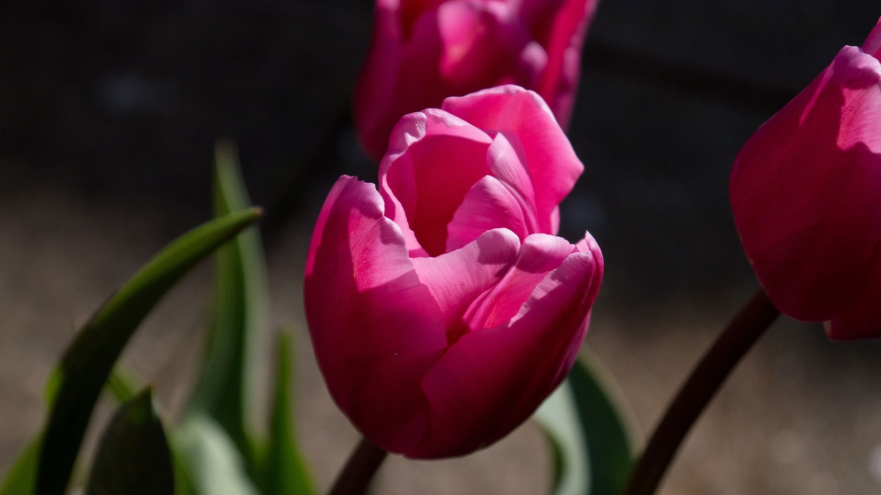 tulip summer blooming free photo