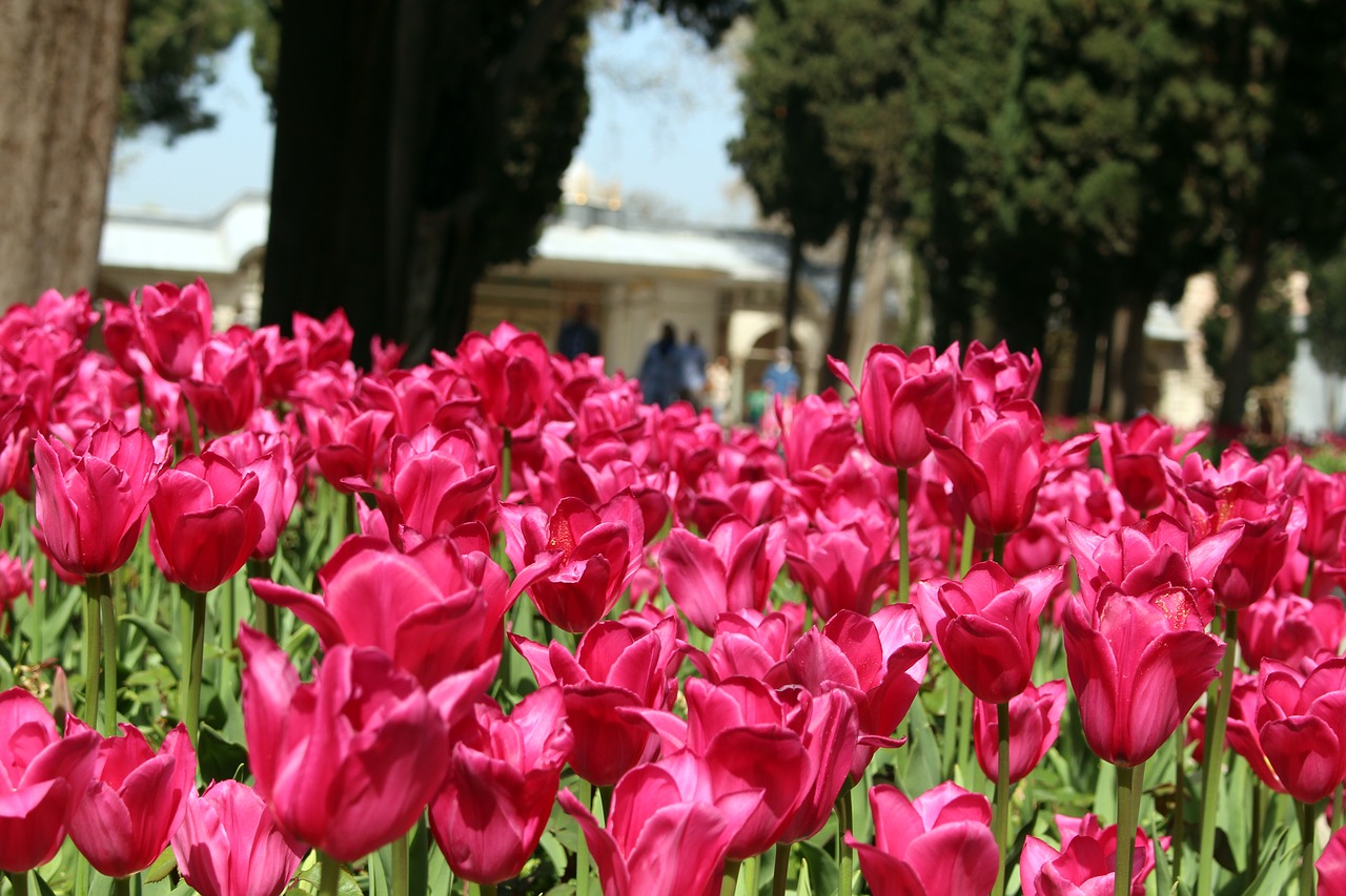 tulips istanbul topkapi palace free photo